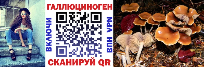 купить наркотики цена  Богородицк  Галлюциногенные грибы Psilocybe 
